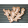 Good Quality Air-dried Ginger In Competitive Price